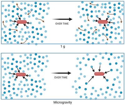 The chemical neighborhood of cells in a diffusion-limited system